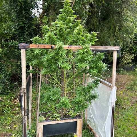 Durban Dew OutdoorKraut growlog timeline photo