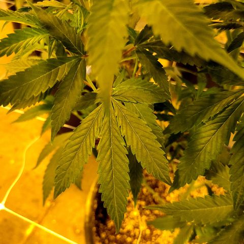 G 212 growlog photo: Note leaves, iron. Deficit?