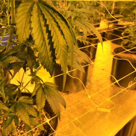 G 212 growlog photo: Note leaves, iron. Deficit?