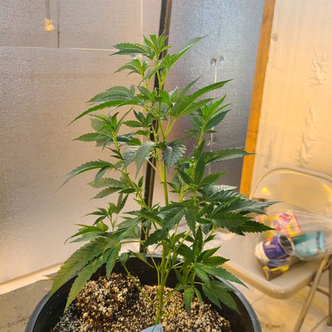 G 212 growlog photo: Control tree