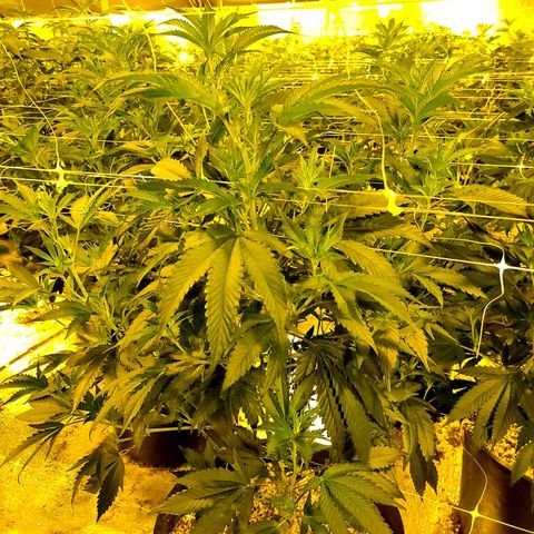 G 212 growlog timeline photo