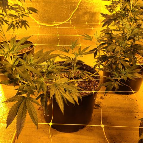 G 212 growlog timeline photo
