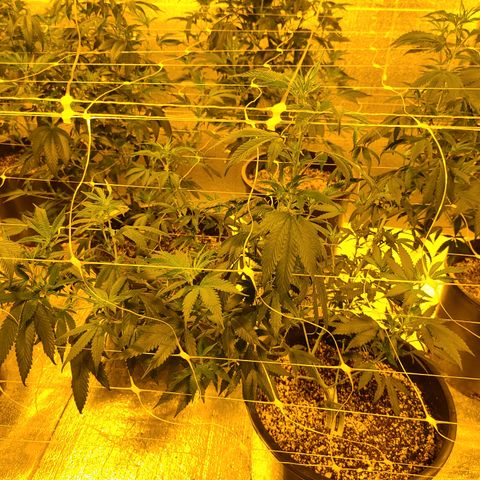 G 212 growlog timeline photo