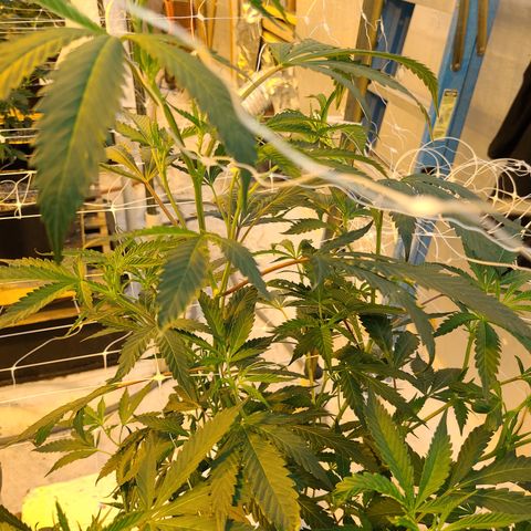 G 212 growlog photo: Wind damage