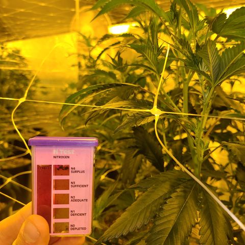 G 212 growlog photo: Nitrogen surplus