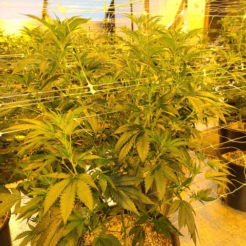 G 212 growlog timeline photo
