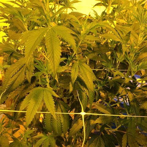 G 212 growlog timeline photo