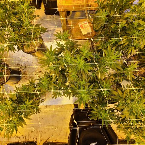 G 212 growlog photo: 💪