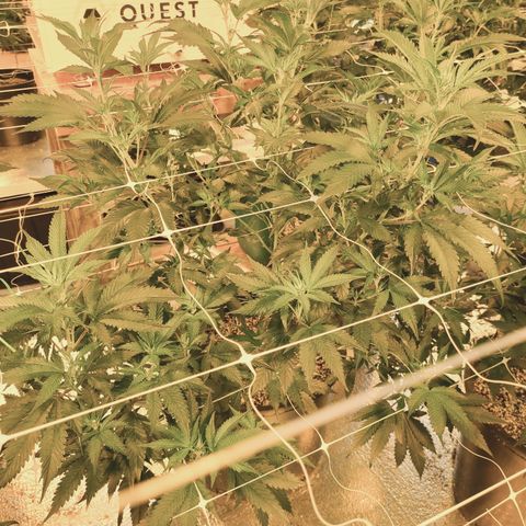 G 212 growlog photo: 💪