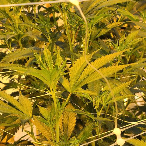 G 212 growlog photo: 💪
