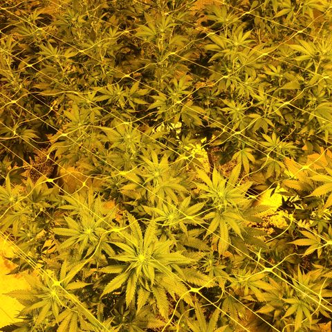 G 212 growlog timeline photo