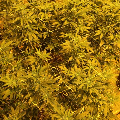G 212 growlog timeline photo