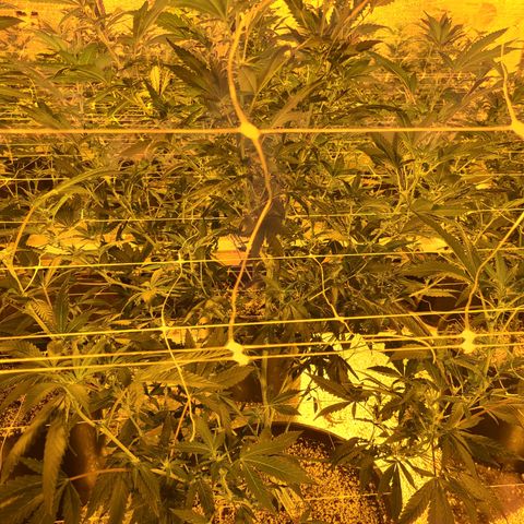 G 212 growlog timeline photo