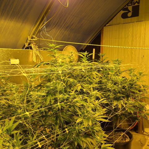 G 212 growlog timeline photo