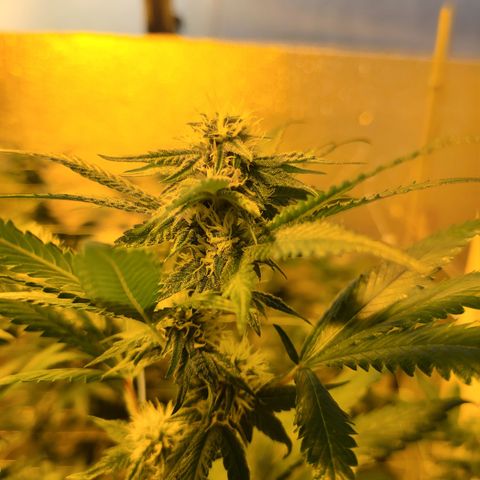 G 212 growlog photo: Nice buds