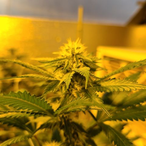 G 212 growlog photo: Nice buds