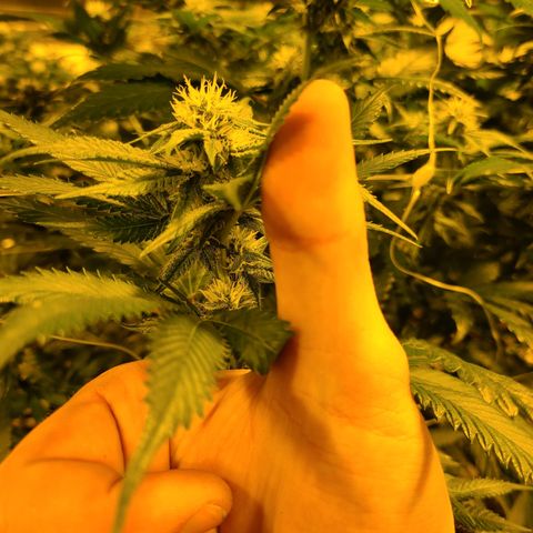 G 212 growlog photo: 👍
