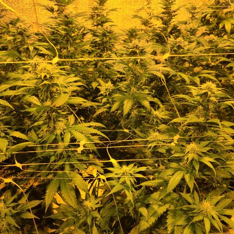 G 212 growlog timeline photo