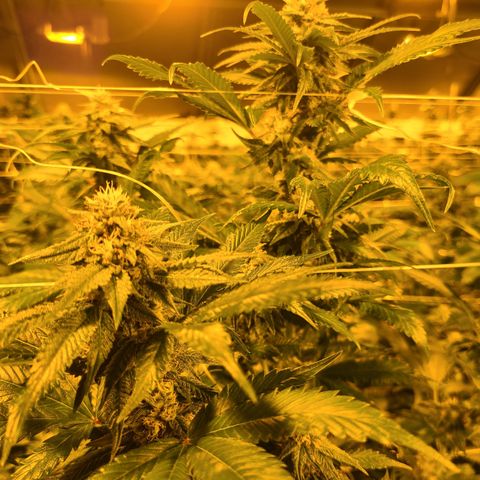 G 212 growlog timeline photo