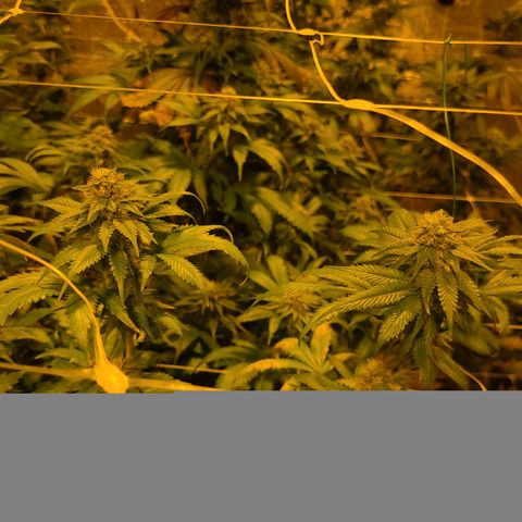 G 212 growlog timeline photo