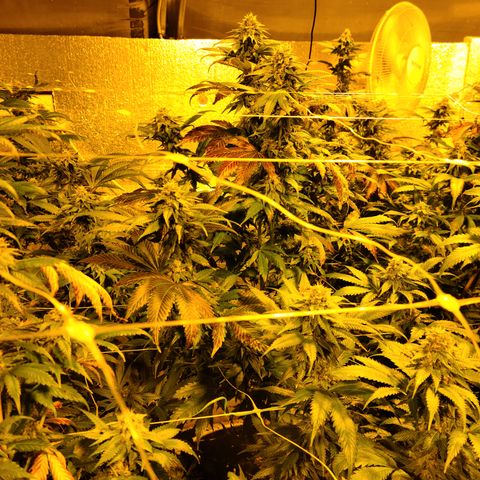 G 212 growlog photo: Buds are good tho 👍