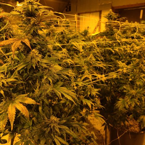 G 212 growlog timeline photo
