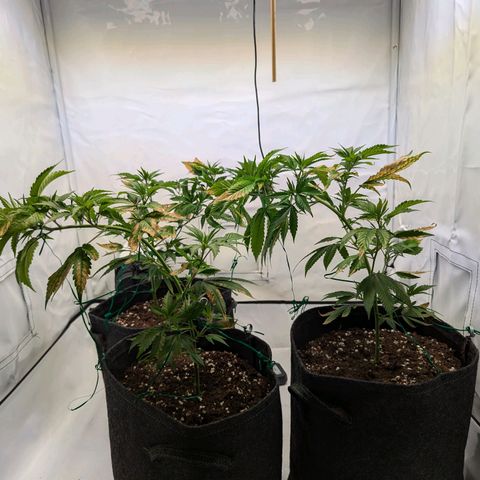 Jack LST  #1 growlog photo: LST 1 Woche 