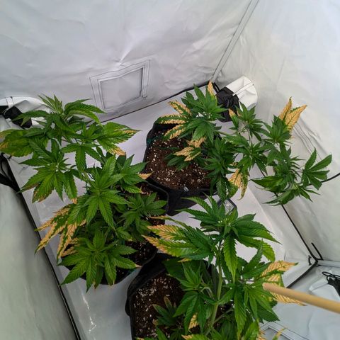 Jack LST  #1 growlog photo: LST 1 Woche 