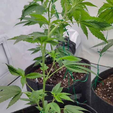 Jack LST  #1 growlog timeline photo