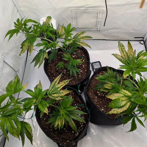 Jack LST  #1 growlog photo: Vermutlich Düngerschaden , falscher Dünger oder zu viel ? War eig nur die Hälfte. Hesi mineralisch 