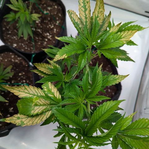 Jack LST  #1 growlog photo: Vermutlich Düngerschaden , falscher Dünger oder zu viel ? War eig nur die Hälfte. Hesi mineralisch 