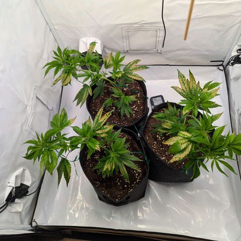 Jack LST  #1 growlog photo: Vermutlich Düngerschaden , falscher Dünger oder zu viel ? War eig nur die Hälfte. Hesi mineralisch 