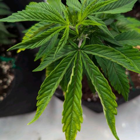 Jack LST  #1 growlog photo: Vermutlich Lichtstress// evtl auch zu wenig Wasser ? 


2. Pflanze bei zu viel Licht oder Hitze:

Blattfarbe: Die Blätter können heller grün sein, manchmal sogar gelbliche Verfärbungen an den Rändern aufweisen, was auf Licht- oder Hitzestress hindeutet.

Blattform: Im Gegensatz zur Überfütterung krümmen sich die Blätter eher nach oben, um die Verdunstungsfläche zu verringern und sich vor der Hitze zu schützen. Diese Bewegung der Blätter wird oft als „Kräuseln“ beschrieben.

Blatttextur: Die Blätter wirken weniger prall und gesund, sondern eher spröde oder trocken, vor allem an den Rändern.

Gesamteindruck: Die Pflanze kann insgesamt gestresst aussehen, mit Anzeichen von Austrocknung, wie welkende oder faltige Blätter.