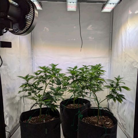 Jack LST  #1 growlog timeline photo