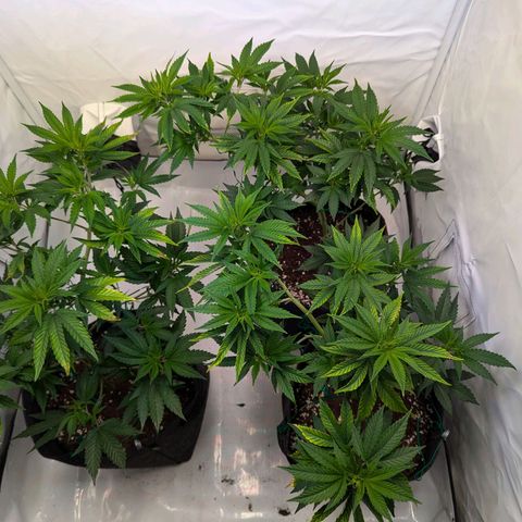 Jack LST  #1 growlog timeline photo