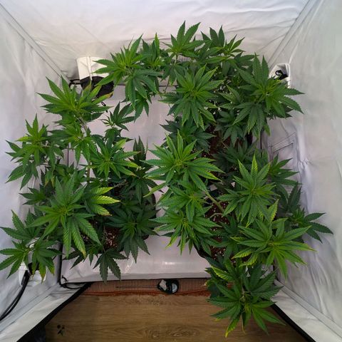 Jack LST  #1 growlog timeline photo