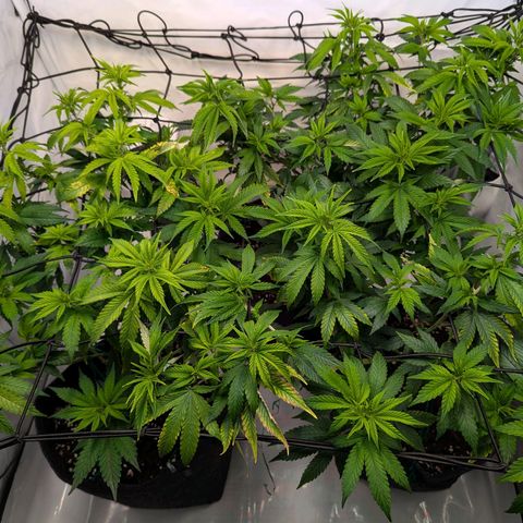Jack LST  #1 growlog timeline photo