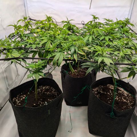 Jack LST  #1 growlog timeline photo