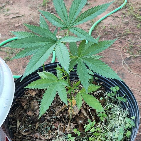 Colômbia Gold growlog photo: Rega na parte da manhã 1ml de maria green grow. 
Rega na parte da tarde. 
1ml de lab +2 ml de fpj de babosa+ 1,5 de ocean mix. Ajuste do ph 6.0