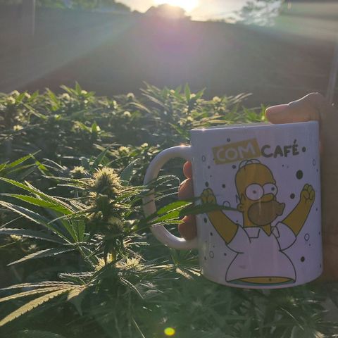 Colômbia Gold growlog timeline photo