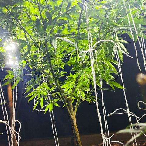 Colômbia Gold growlog timeline photo