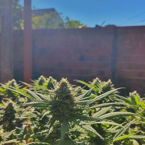 Colômbia Gold growlog timeline photo