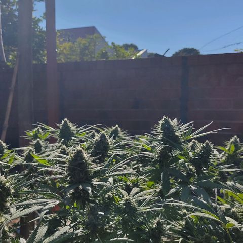 Colômbia Gold growlog timeline photo