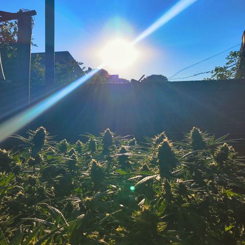 Colômbia Gold growlog timeline photo