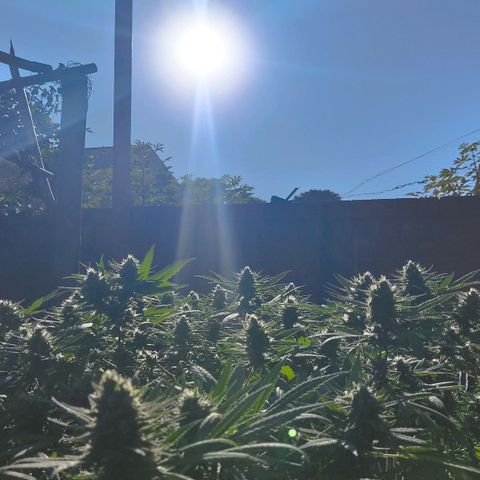 Colômbia Gold growlog timeline photo