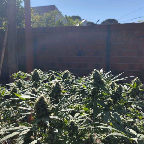Colômbia Gold growlog timeline photo