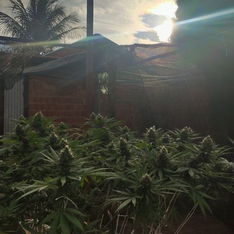 Colômbia Gold growlog timeline photo