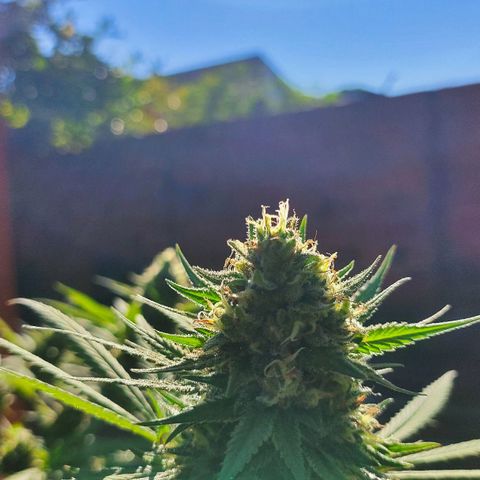 Colômbia Gold growlog timeline photo
