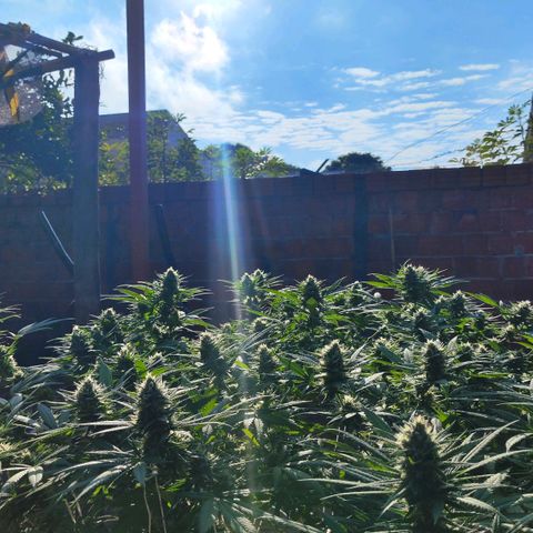 Colômbia Gold growlog timeline photo