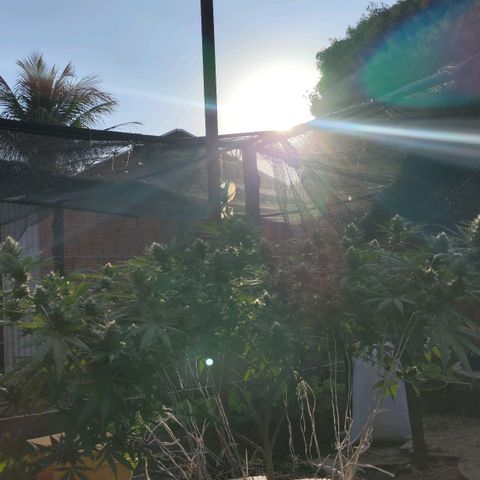 Colômbia Gold growlog timeline photo